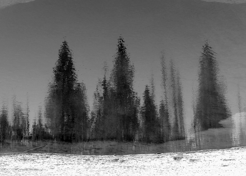 GhostTrees0217gs GhostTrees0217gs