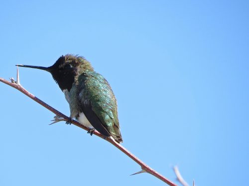 If you click to enlarge, you can see the TINY feet of this male Anna's hummingbird gripping this branch.